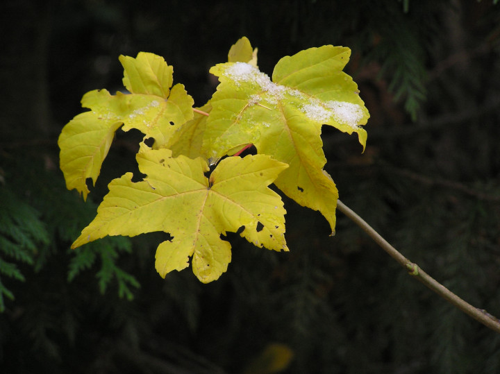 Photo of yellow leaves with holes from
                        insect predation