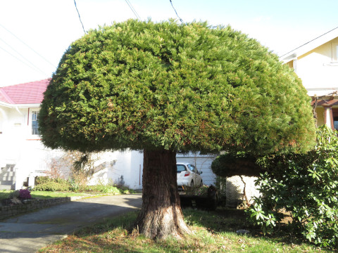 Curious sequoiadendron giganteum topiary