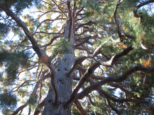 Sequoia branches and light